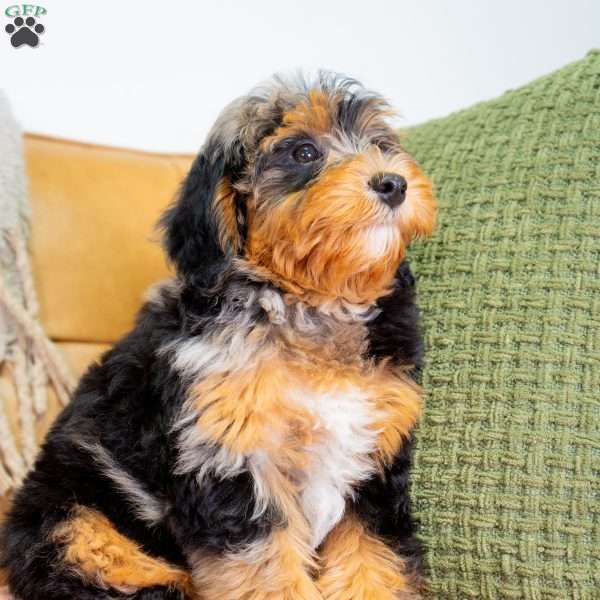 Jase, Mini Bernedoodle Puppy